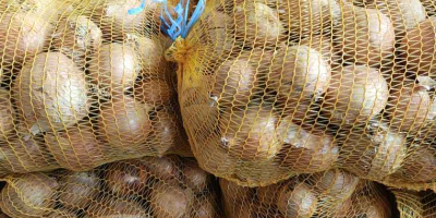 I sell yellow onions, size 4-9, packed in 15