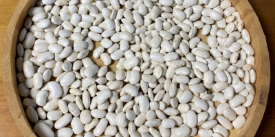 Hello, I have for sale: Igołomska small white beans.