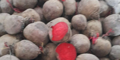 We offer beetroots for processing purposes. BIG Bags for