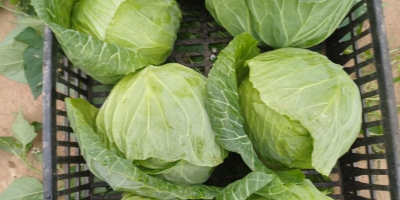Young cabbage
