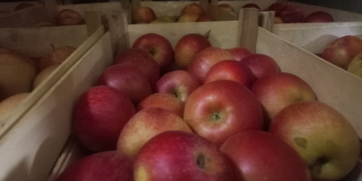 Продавам ябълки сорт Айдаред стоките са в хладилник и