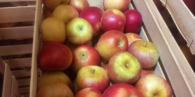 I am selling apples of the Ajdared variety, the
