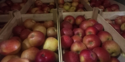 I am selling apples of the Ajdared variety, the