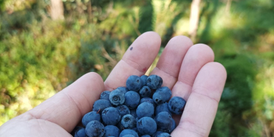 We offer dried wild blueberries, harvest July, August 2023