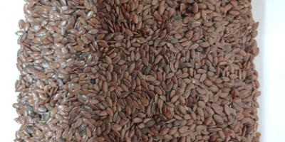 Brown linseed harvest 2023 Purity 97-98% Humidity max 8%