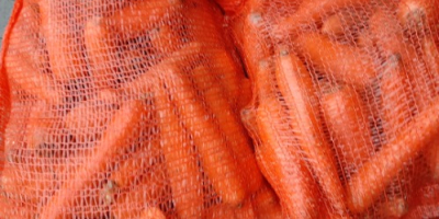Продавам търговски моркови в чувал 10кг или насипни мръсни
