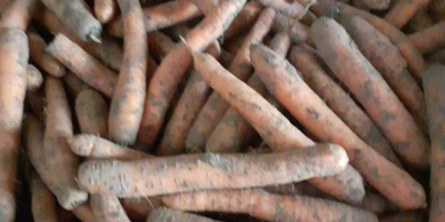 Ich verkaufe handelsübliche Karotten im 10-kg-Sack oder lose, schmutzig,