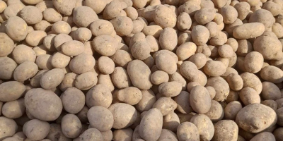 I am selling potatoes of the Soraya variety, delivery
