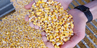 Продавам фуражна царевица от Украйна. 1500. Продавам 1500 тона