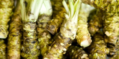 Fresh Japanese horseradish root Wasabi. Preferred email contact [e-mail]