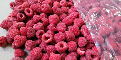 Frozen raspberries for sale, 90+, Individual packaging: 2.5 kg