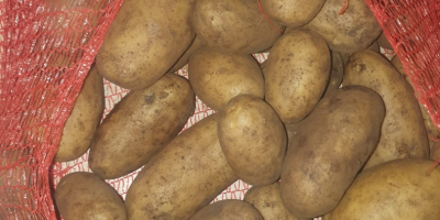 Potatoes, Gala and Queen Anna varieties, caliber 6+. Origin: