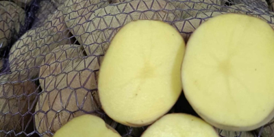 Ich verkaufe Kartoffeln der Sorten Soraya, Tajfun und Belarossa.