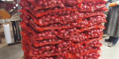 Piros héjú burgonyánk eladó. 5-15 kg-os hálós zsákokat vagy