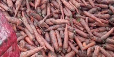 Ich werde Rote Rüben für 2 PLN/kg verkaufen. Karotten