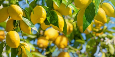 Limoni del mio giardino di Estepona, totalmente naturali e
