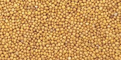 Cerco 50-100 tonnellate di semi di senape (Sinapis alba).