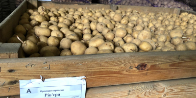 Качественный свежий фермерский картофель для оптовой продажи Технические характеристики