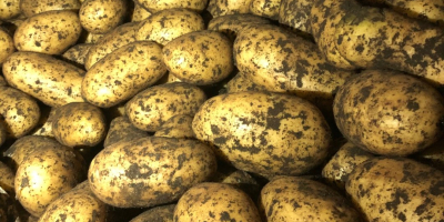 Качественный свежий фермерский картофель для оптовой продажи Технические характеристики
