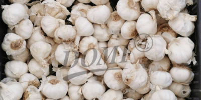 Spanish industrial garlic at the daily current price while