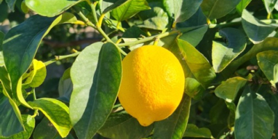 Varietà unica di limoni Verna della Regione di Murcia,