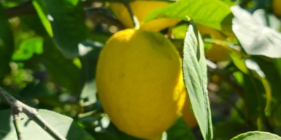 Einzigartige Sorte Verna-Zitronen aus der Region Murcia, nationale Produzenten.