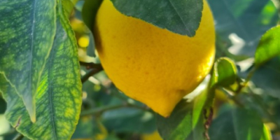 Einzigartige Sorte Verna-Zitronen aus der Region Murcia, nationale Produzenten.