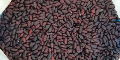 red bean, cleaned, in 10 kg bags
