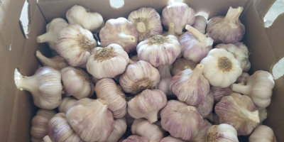 I am selling Argentine garlic of excellent quality!! [phone]