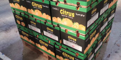 Продам оптом апельсины Валенсия Страна производитель: Египет Размеры (56,64,72,80,88,100)