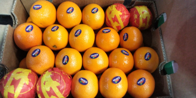 Vendo arance Valencia all&#39;ingrosso Paese di origine: Egitto Calibro