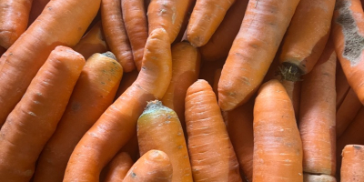 Commercial and thick carrots for sale. Washed carrots packed
