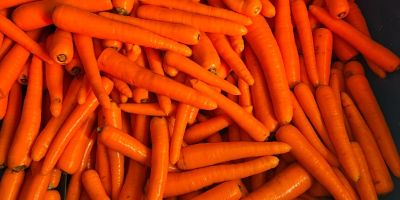 Kommerzielle und dicke Karotten zum Verkauf. Gewaschene Karotten verpackt