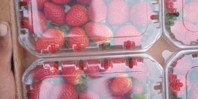 Wir verkaufen frische Erdbeeren. Sorte: Fortuna – Festival –