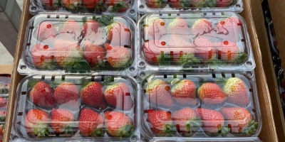 we selling fresh strawberries Variety : Fortuna - Festival