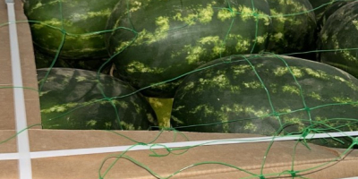 Wir sind Importeure von Wassermelonen aus Marokko. Wir bieten