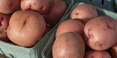 Possiamo fornirvi patate di consumo fresche di buona qualità