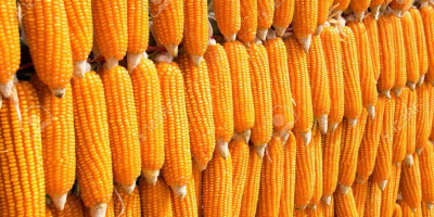 Sell organic grain corn from the dryer harvest 2024