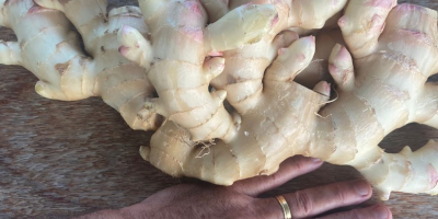Natural ginger of excellent quality, elephant type due to