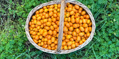 Kumquat dal Portogallo. Direttamente dal produttore. Attualmente ce ne