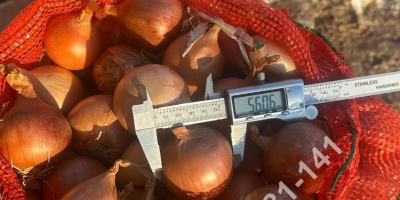 We offer for sale yellow onions, round, season -