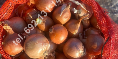 We offer for sale yellow onions, round, season -