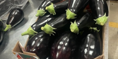 Eggplant from Spain, without intermediaries - large quantities