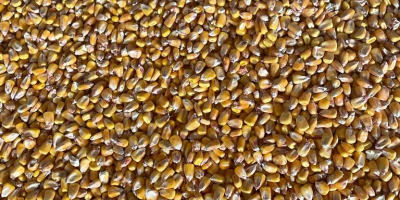 Кукуруза без ГМО. Сертификат GMP+. Основные показатели качества. В