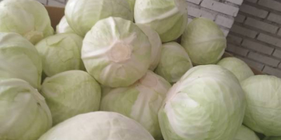 I will sell market quality white cabbage. Caliber 1.5-4kg.