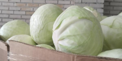I will sell market quality white cabbage. Caliber 1.5-4kg.