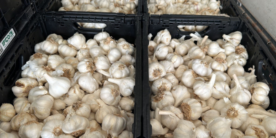 I will sell white and red garlic of Spanish
