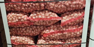 Spanyol eredetű fehér és vörös fokhagymát ipar számára zsákokban