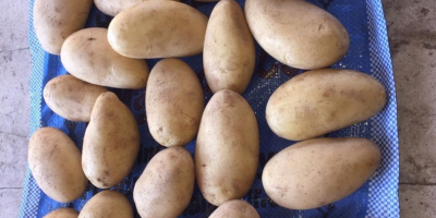 Weiße Kartoffeln Sorte: Mondial 55+ Herkunft: Ägypten Ernte 2024