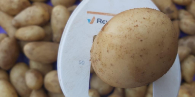 Weiße Kartoffeln Sorte: Mondial 55+ Herkunft: Ägypten Ernte 2024
